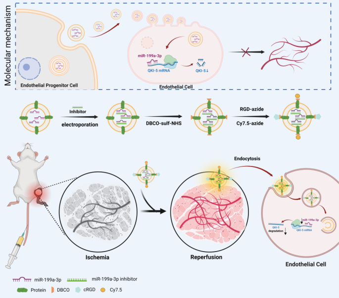夏文豪副教授团队一项研究成果发表在Nano Today