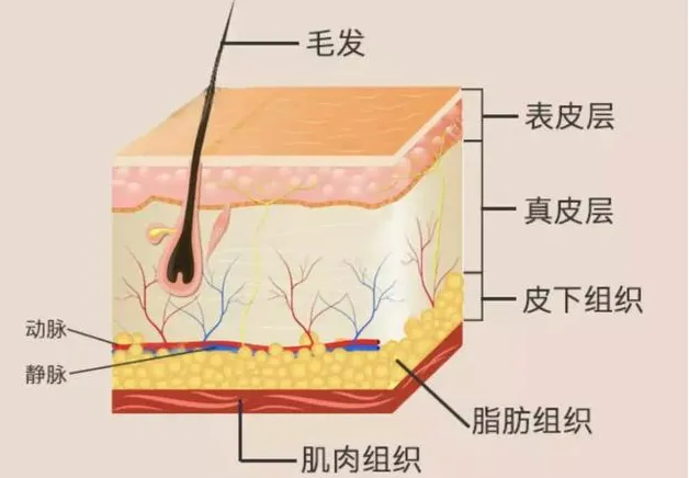 还在为皮肤健康而烦恼？皇冠足球网
助您科学护肤